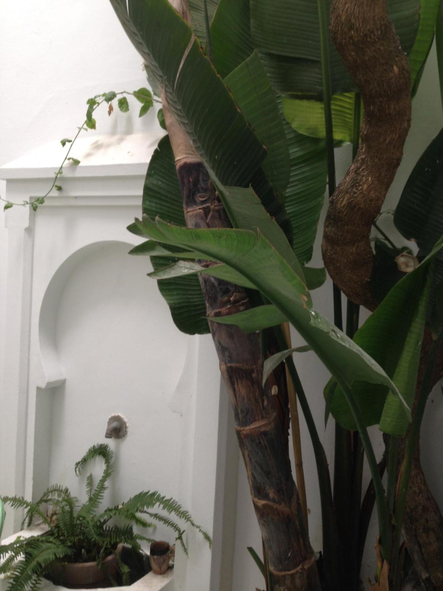 Casabonita Asilah Exterior foto